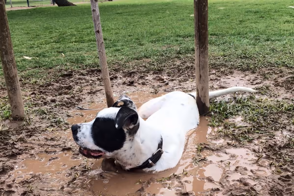 Bark Park at Papago Park